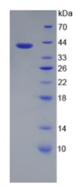 SDS-PAGE STMN2-3251H.jpg